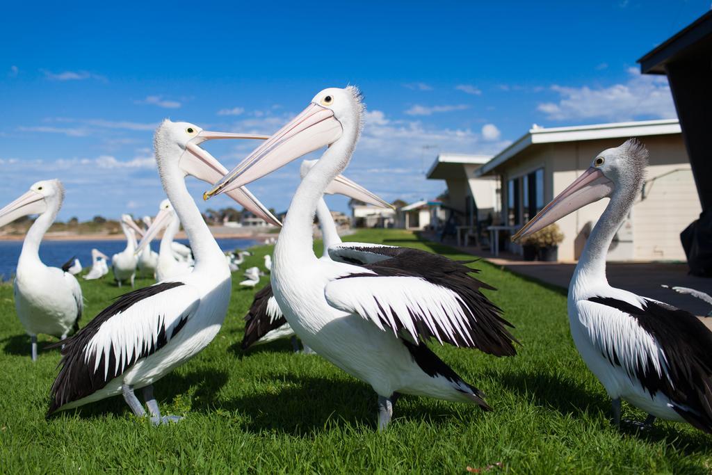 Tumby Bay Modra'S Apartments מראה חיצוני תמונה